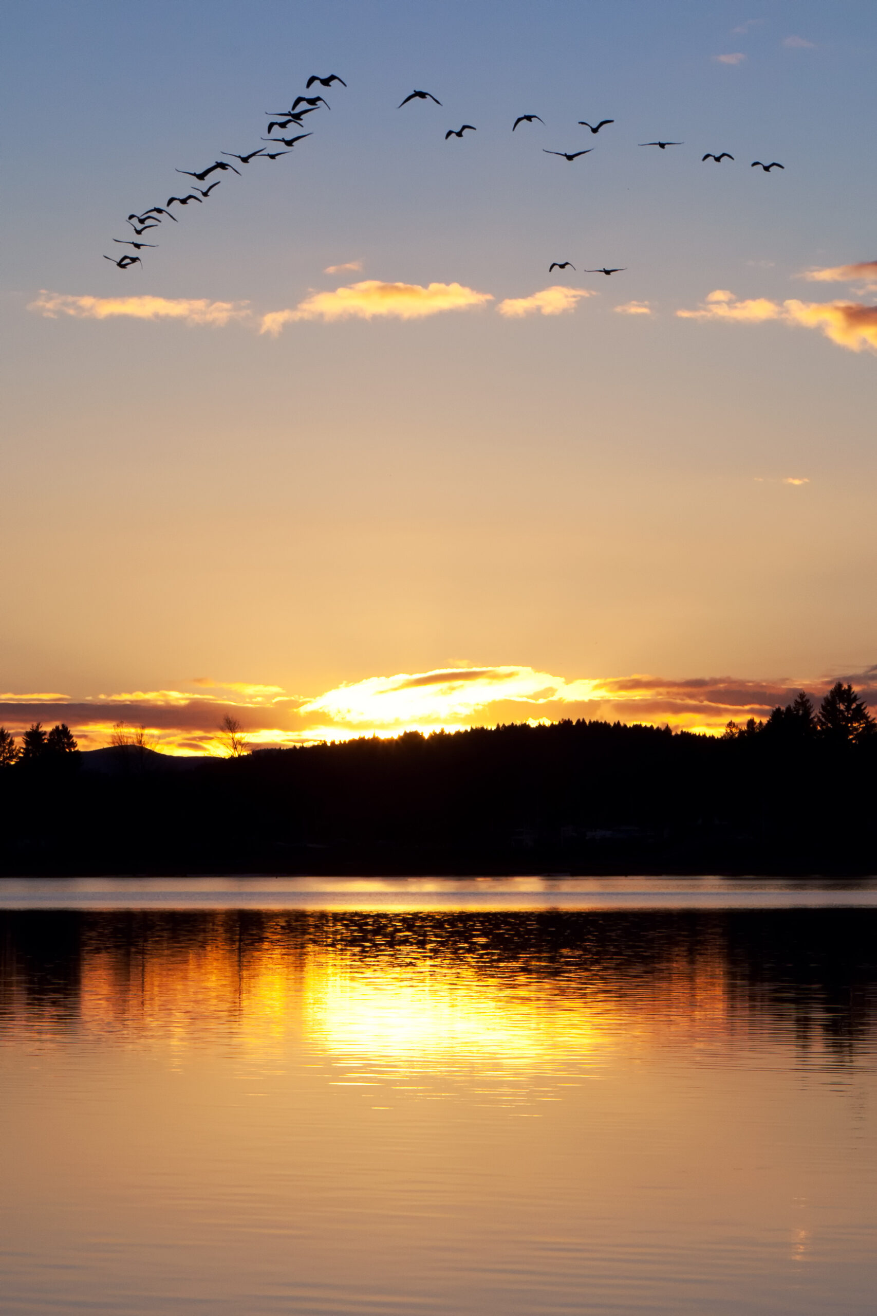A,Wedge,Of,Geese,Flies,Over,A,Lake,During,Sunset